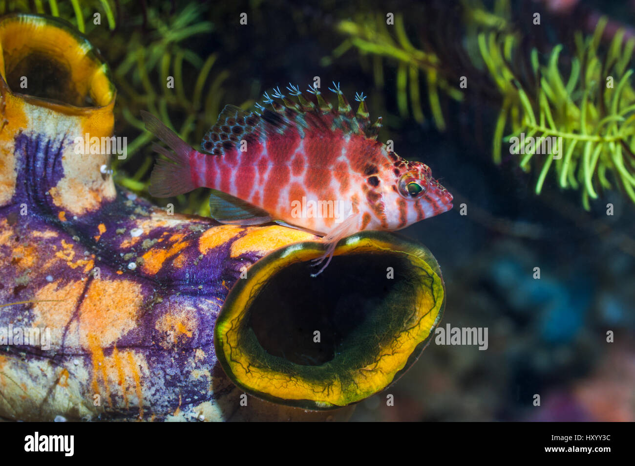 Spotted hawkfish (Cirrhitichthys aprinus) perched on Gold mouth sea squirt (Polycarpa aurata). West Papua, Indonesia. Stock Photo