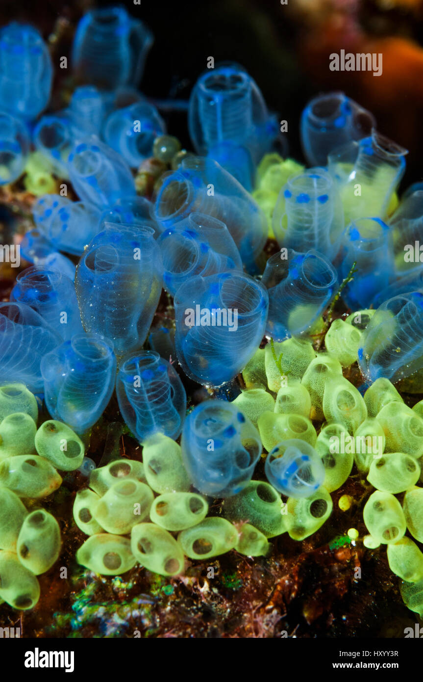 Blue sea squirts or tunicates (Clavelina moluccensis).  West Papua, Indonesia. Stock Photo