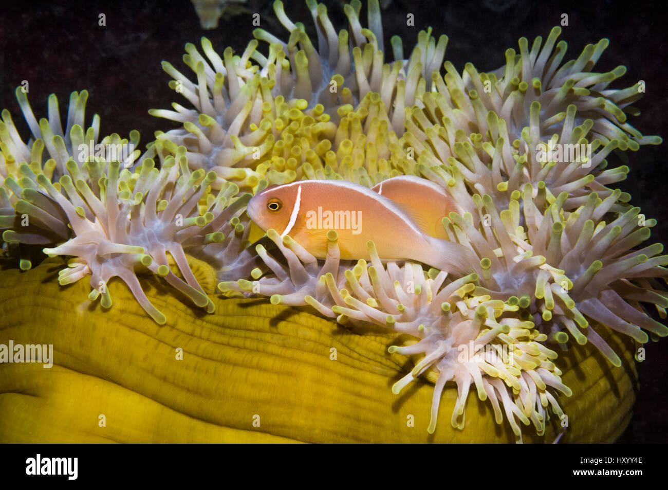 Pink anemonefish (Amphiprion perideraion) with host anemone (Heteractis magnifica). Bunaken National Park, North Sulawesi, Indonesia. Stock Photo