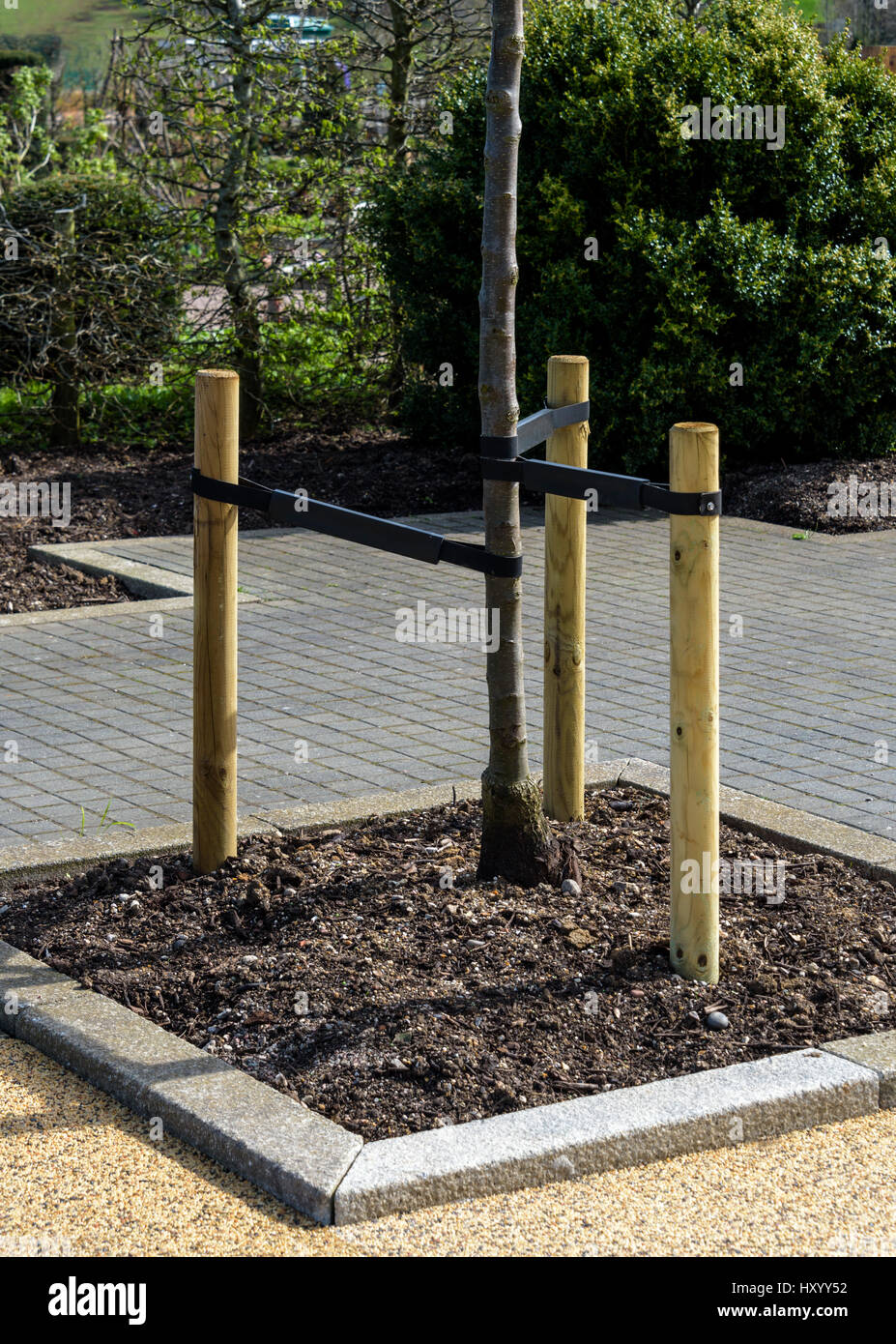 Tree stakes supporting  a newly planted tree. Posts and flexible strapping hold the young tree in place. Stock Photo