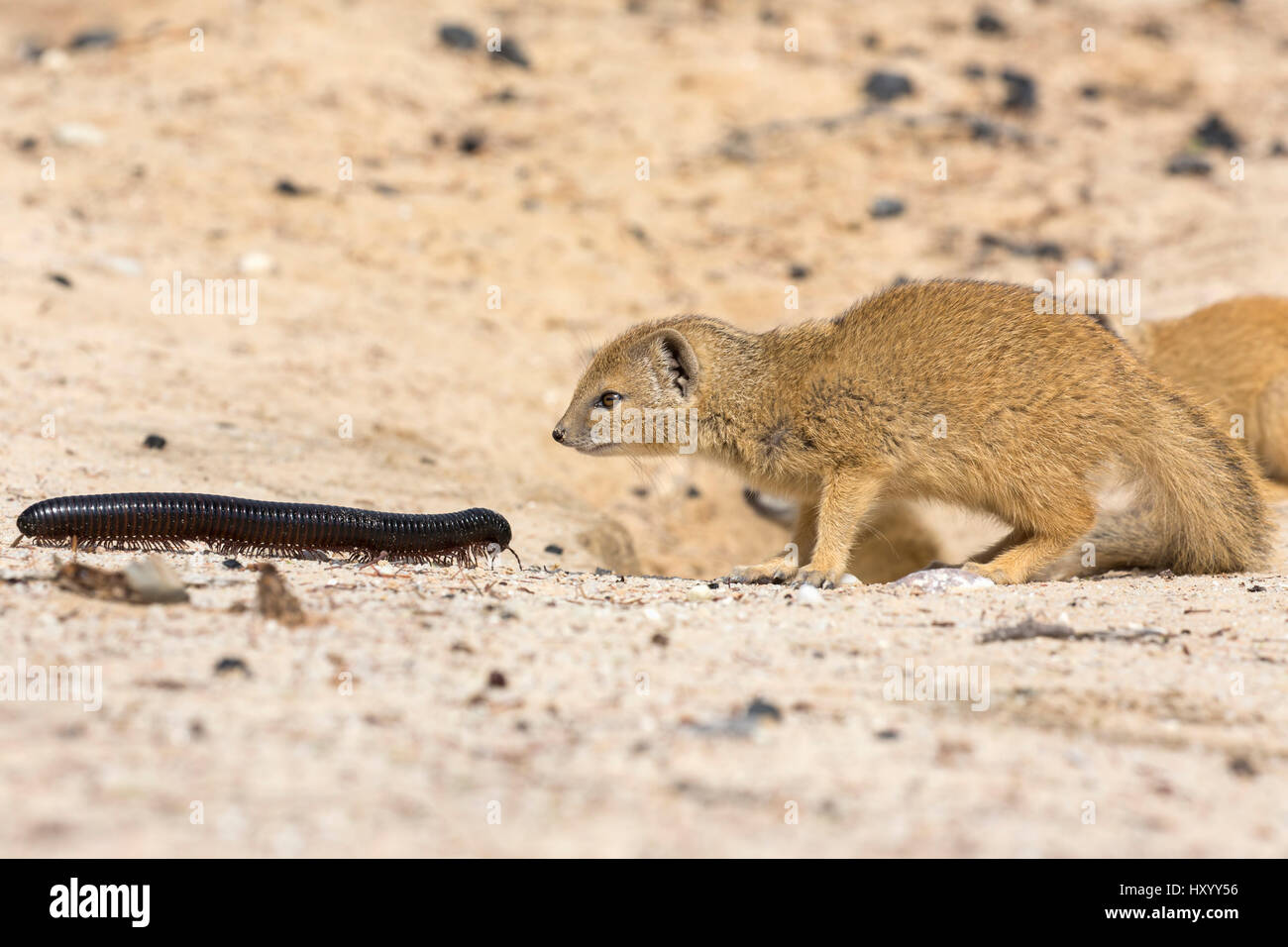 Young Yellow mongoose (Cynictis penicillata) investigating giant African millipede (Archispirostreptus gigas), Kgalagadi Transfrontier Park, Northern Cape, South Africa, January. Stock Photo
