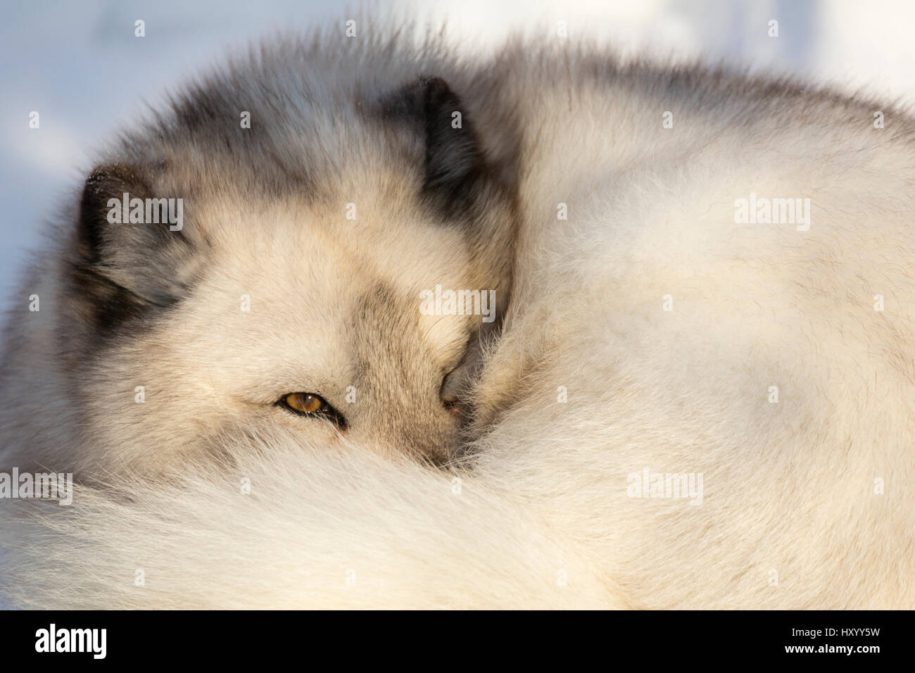 Arctic fox vixen (Vulpes lagopus), captive, Highland Wildlife Park, Kingussie, Scottish Highlands, UK, December. Stock Photo