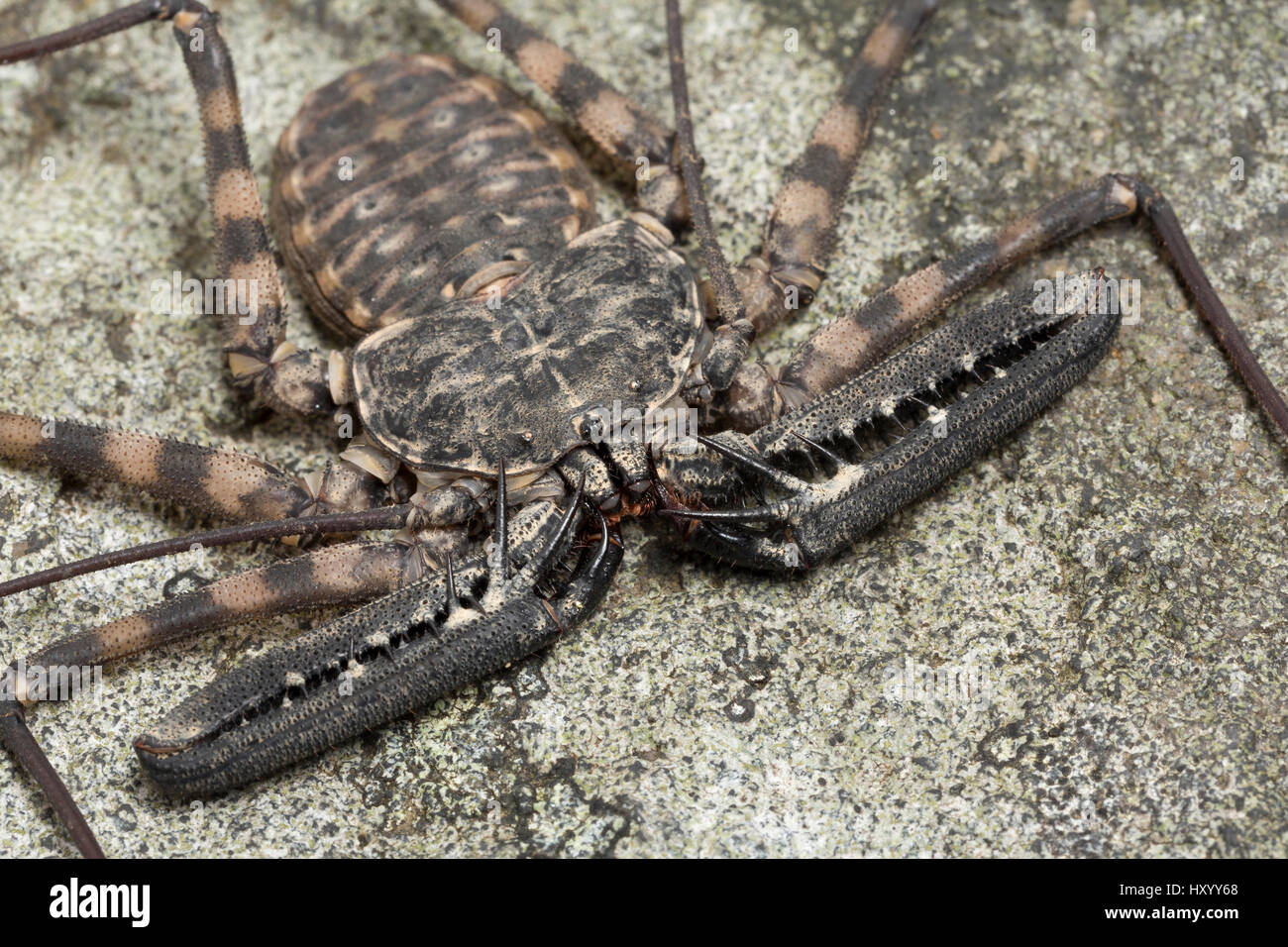 Tailless whip scorpion (Damon diadema) captive from East Africa. October. Stock Photo