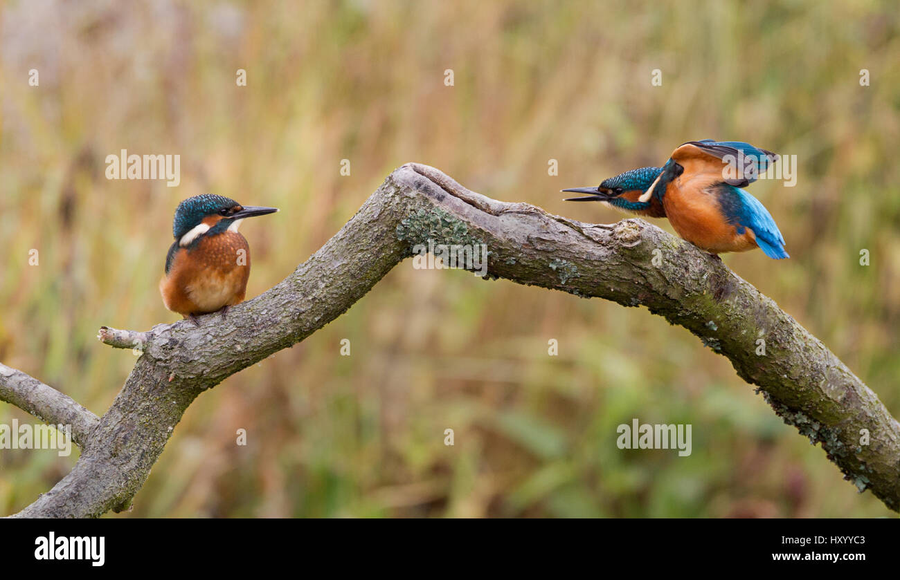 Two Kingfishers perched on a branch the one on the right is stretching and the one on the left is looking at it Stock Photo