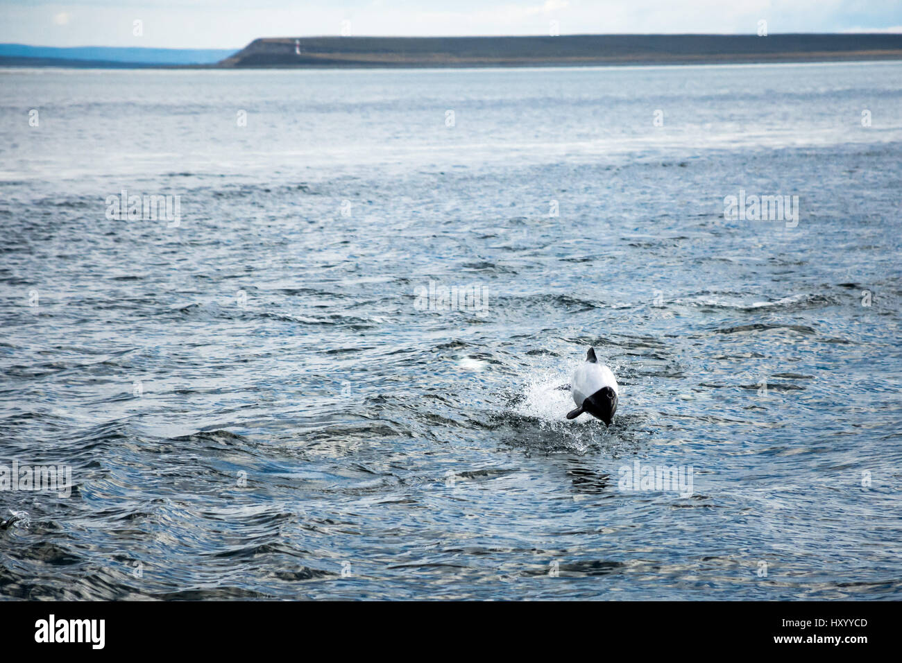 A Commerson's dolphin (Cephalorhynchus commersonii) jumps out of the water off the coast of Punta Arenas, Chile. Stock Photo