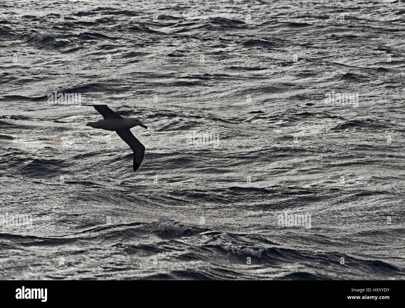 Wandering albatross (Diomedea exulans) silhouetted against Southern Ocean, South Georgia. January. Stock Photo