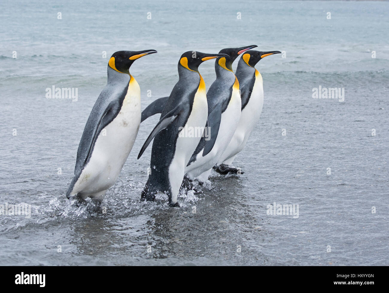 King penguin (Aptenodytes patagonicus) group of four walking at waters edge. Salisbury Plain, South Georgia. January. Stock Photo