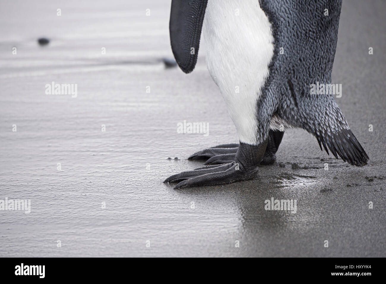 King penguin (Aptenodytes patagonicus) feet on sand. Salisbury Plain, South Georgia. January. Stock Photo