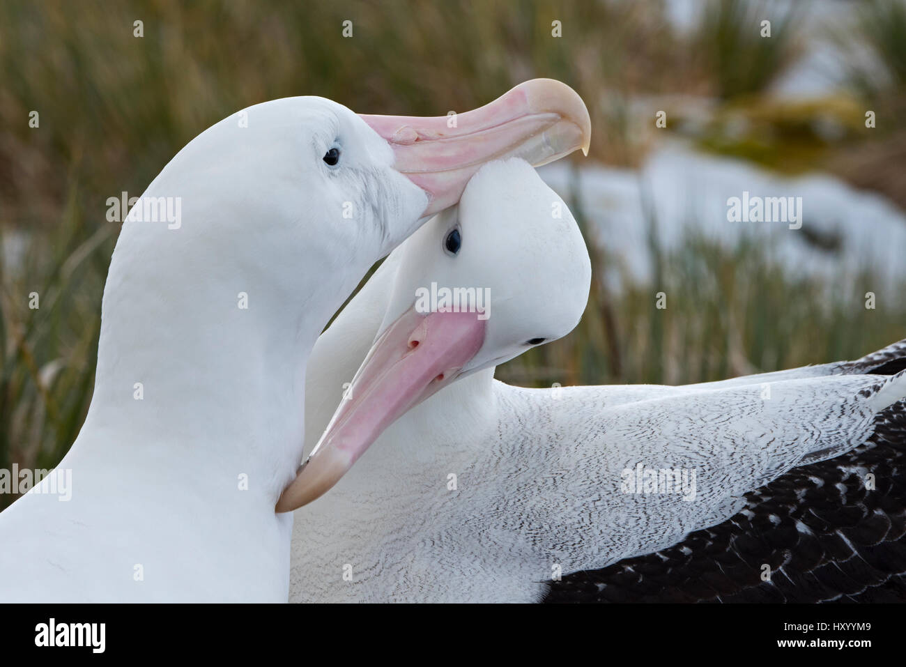 Wandering albatross (Diomedea exulans) pair preening. Albatross Island, South Georgia. January. Stock Photo