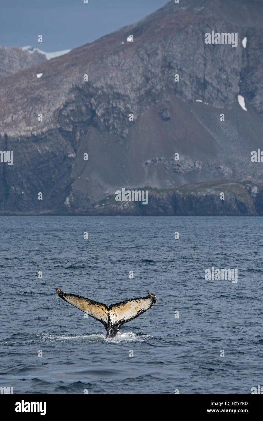 Tail of a Humpback Whale (Megaptera novaeangliae). Weddell Point, South Georgia. January. Stock Photo