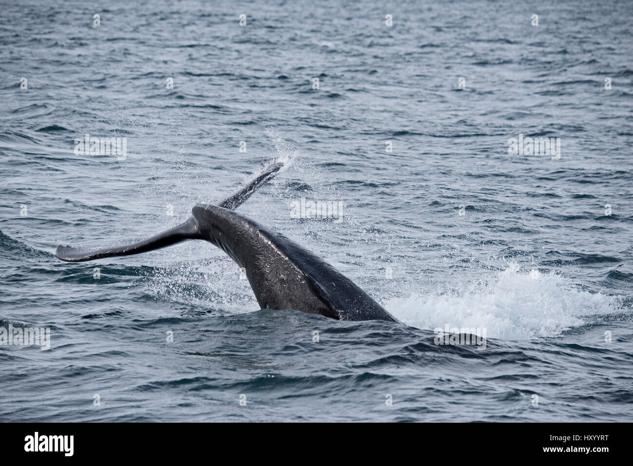 Humpback Whale (Megaptera novaeangliae) tail slapping. Weddell Point, South Georgia. January. Stock Photo