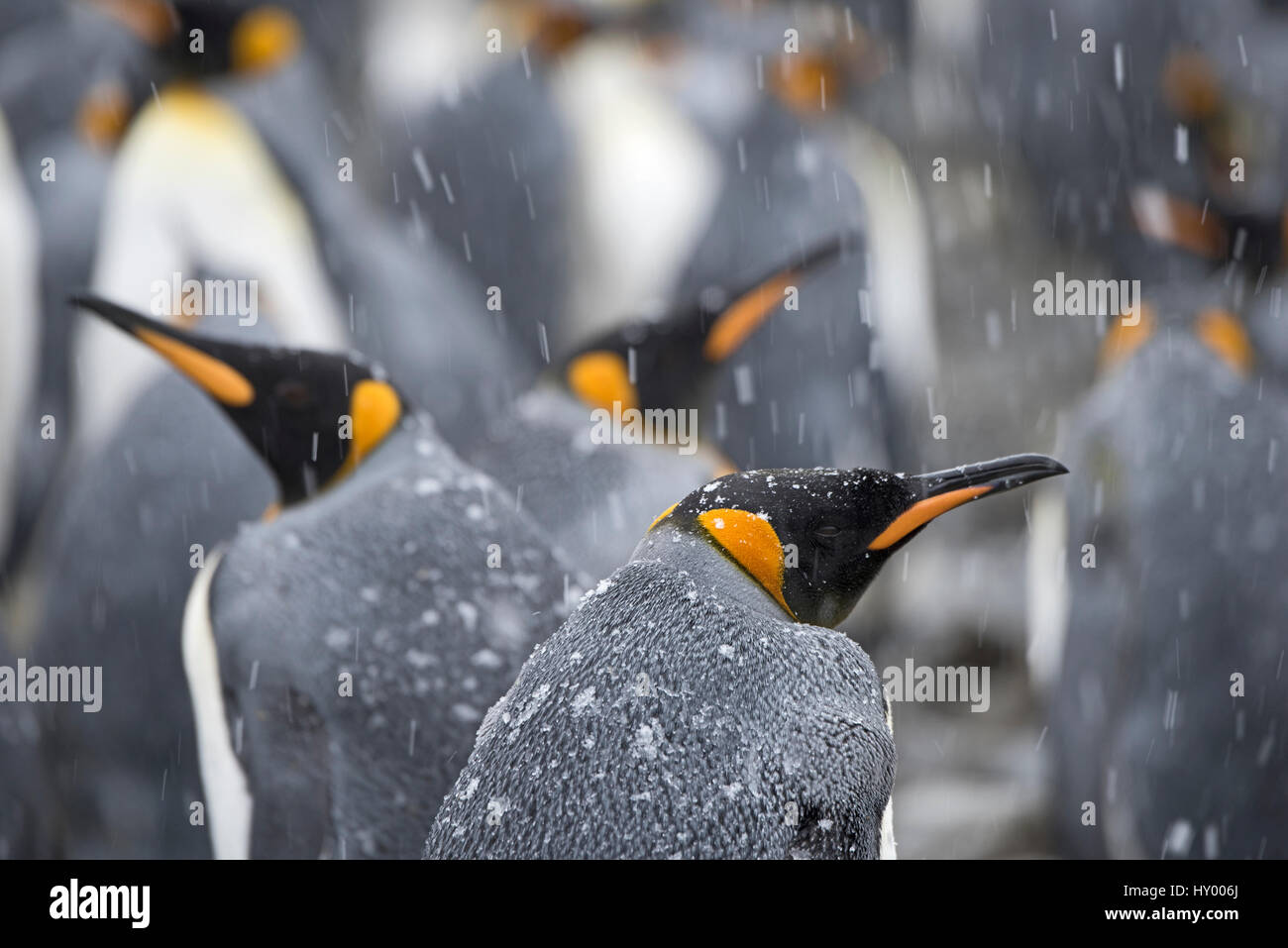 King penguins (Aptenodytes patagonicus) in snow. Holmestrand, South Georgia. January. Stock Photo