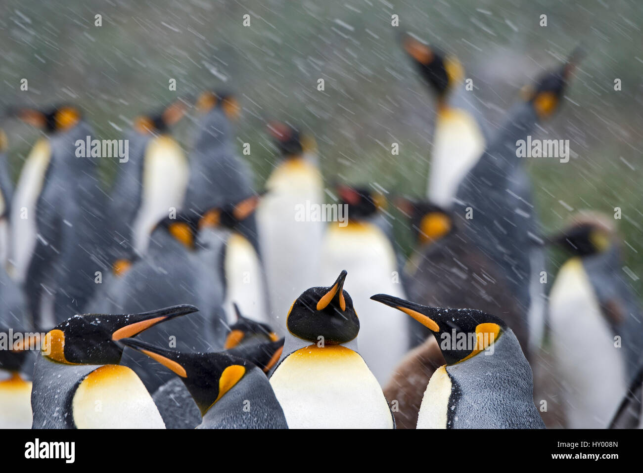 King penguins (Aptenodytes patagonicus) in blizzard. Holmestrand, South Georgia. January. Stock Photo