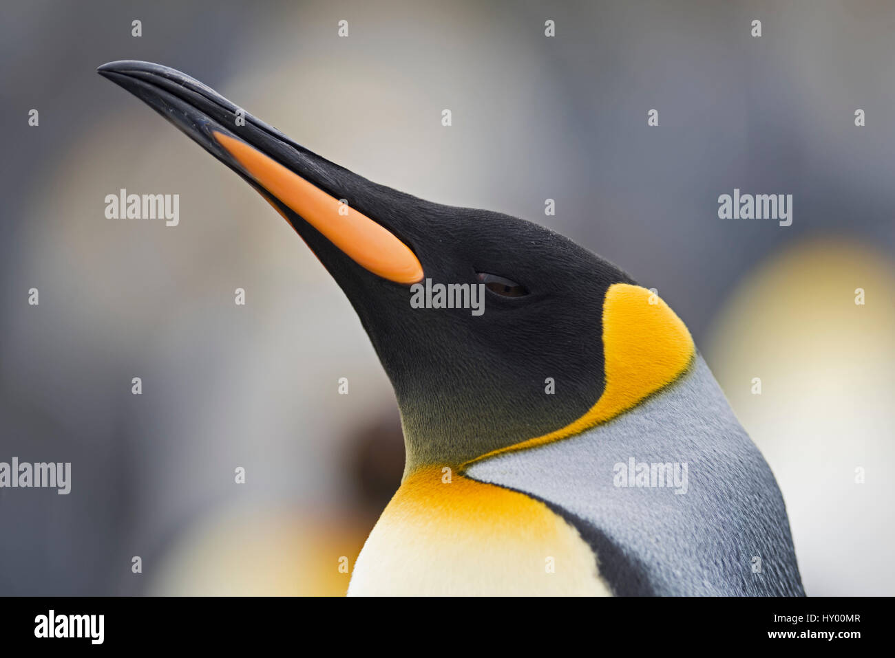 Head portrait of King penguin (Aptenodytes patagonicus) Holmestrand, South Georgia. January. Stock Photo