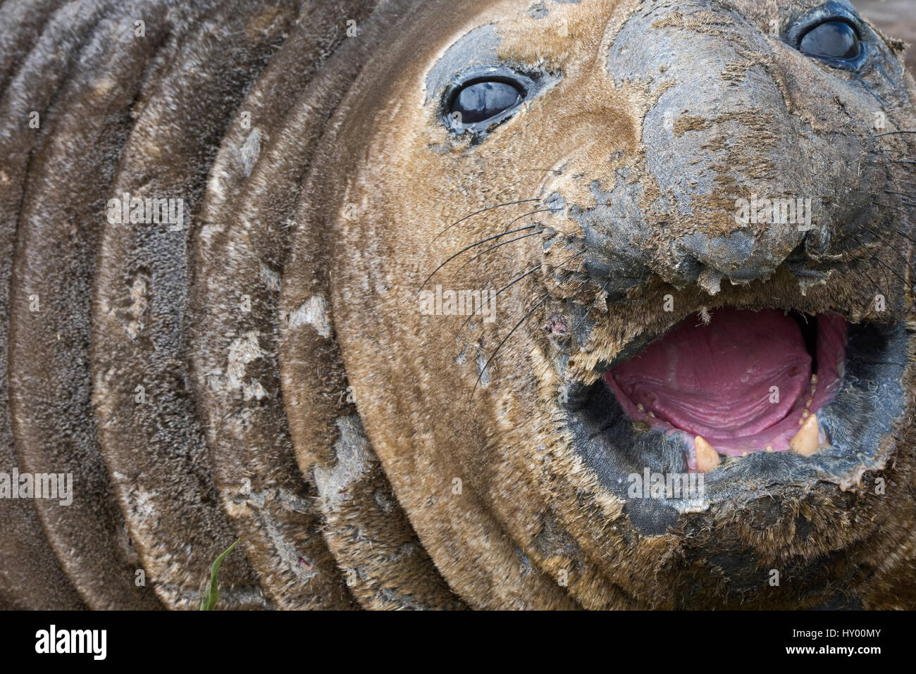 Southern elephant seal (Mirounga leonina) in wallow. Holmestrand, South Georgia. January. Stock Photo