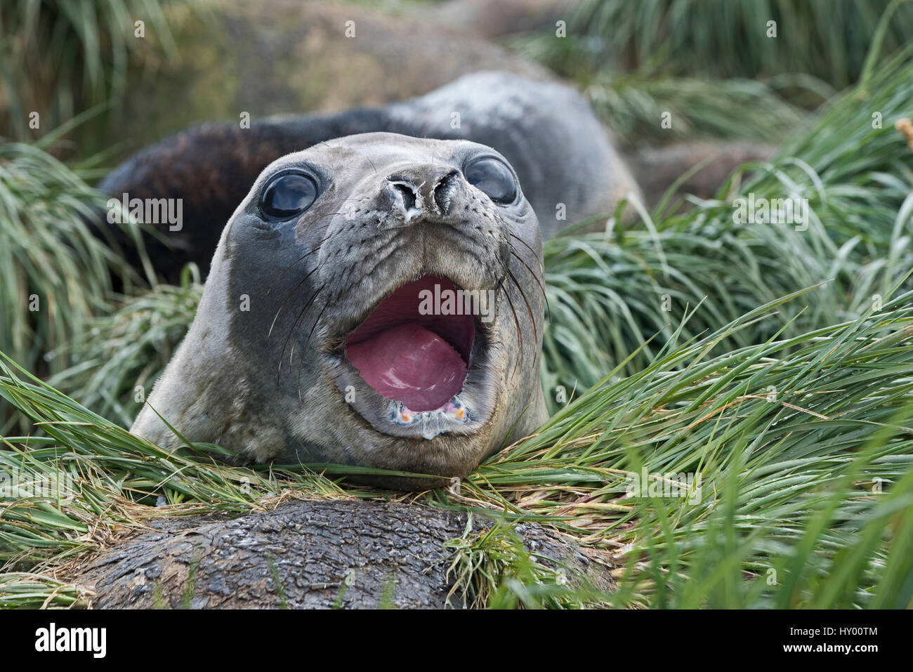 Southern elephant seal (Mirounga leonina) in wallow. Holmestrand, South Georgia. January. Stock Photo