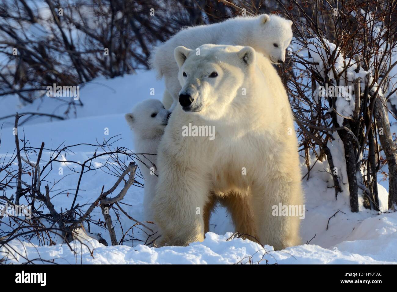 Polar bear (Ursus maritimus) mother with two cubs aged 3 months, playing near den. Wapusk National Park, Manitoba, Canada. Stock Photo