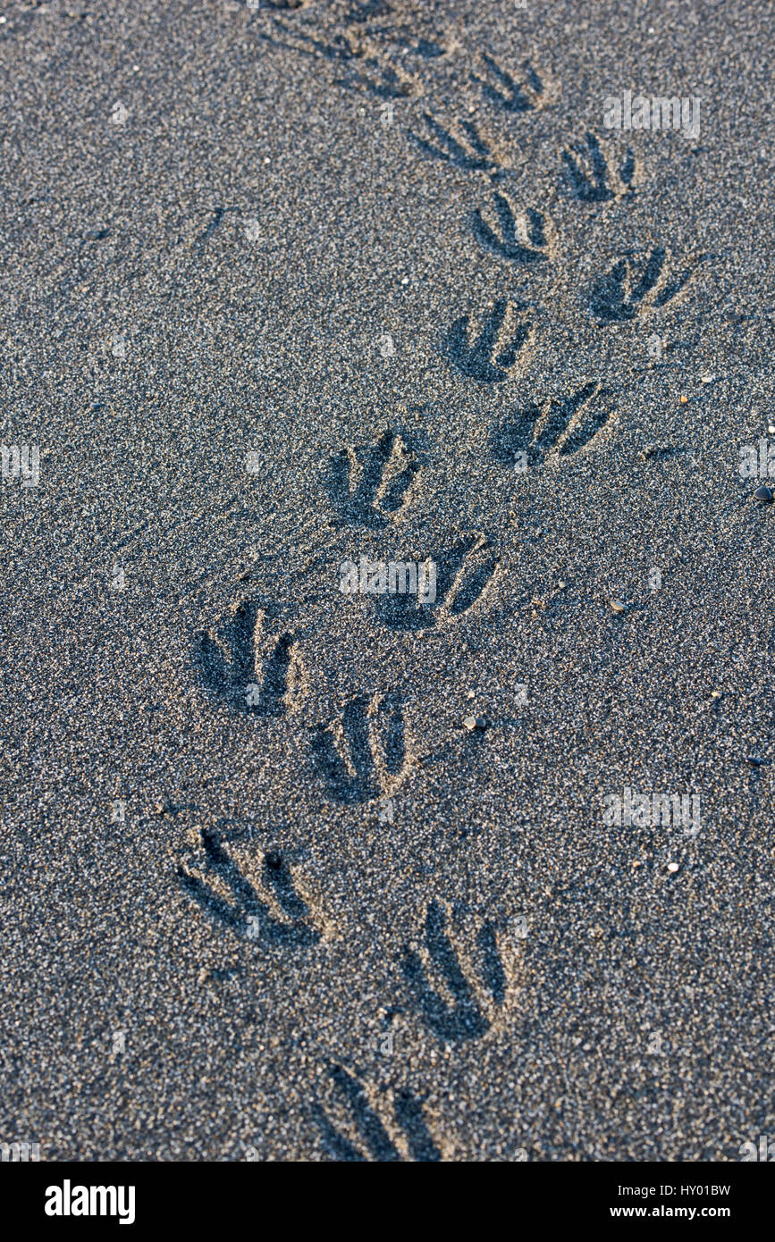 King penguin (Aptenodytes patagonicus) foot prints in sand, St Andrew's Bay, South Georgia. January. Stock Photo