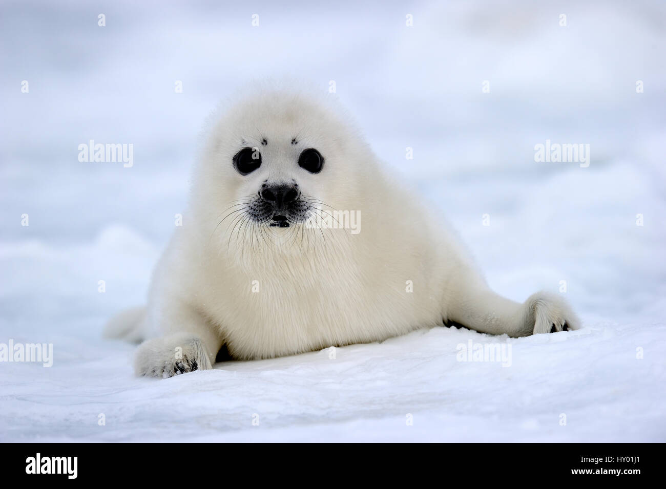 Portrait of Harp seal (Phoca groenlandicus) pup on sea ice. Magdalen Islands, Gulf of St Lawrence, Quebec, Canada. Stock Photo