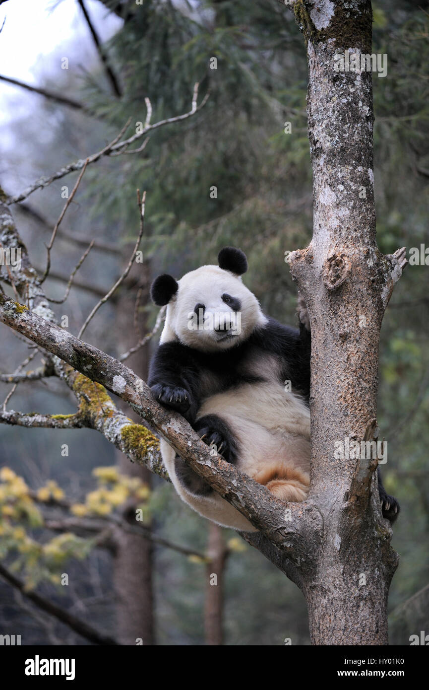 Subadult Giant panda (Ailuropoda melanoleuca) climbing tree. Wolong Nature Reserve, Wenchuan, Sichuan Province, China. Captive. Stock Photo