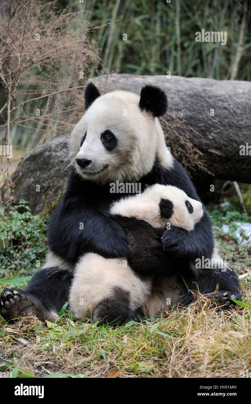 Giant panda (Ailuropoda melanoleuca) mother and cub. Wolong Nature Reserve, Wenchuan, Sichuan Province, China. Captive. Stock Photo