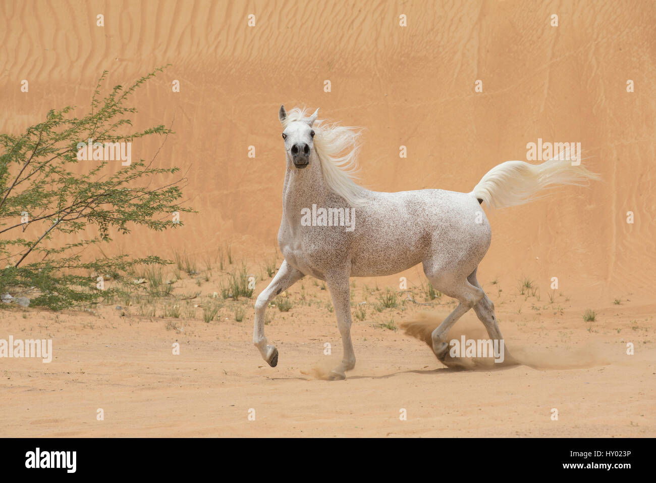 Grey Arabain stallion trotting in desert dunes near Dubai, United Arab Emirates. Stock Photo