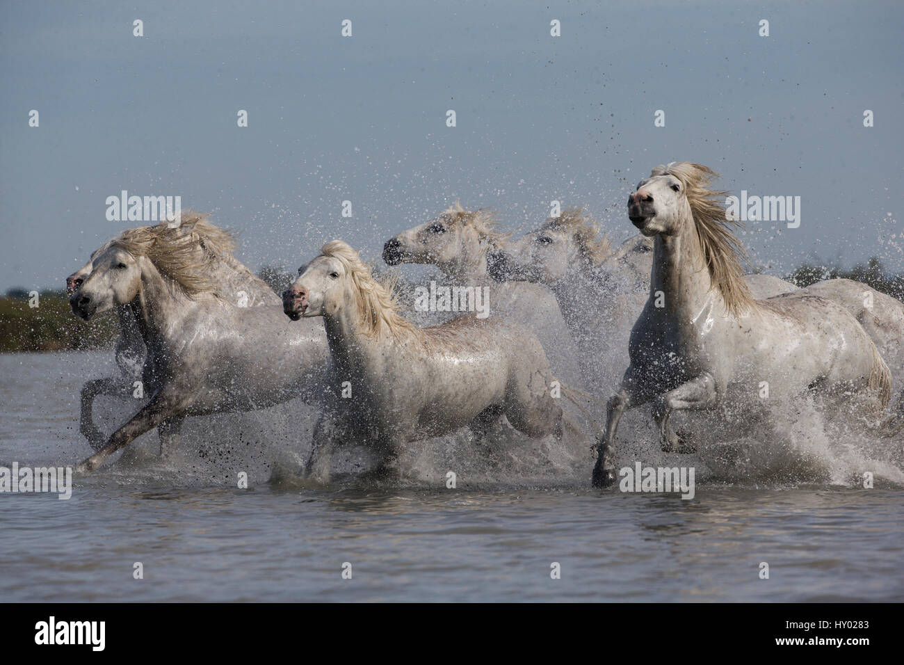 Seven white Camargue horses running through water, Camargue, France, Europe. May 2014. Stock Photo