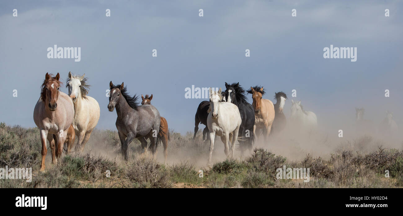 Two wild Mustang horse families running to waterhole, Sand Wash Basin, Colorado, USA. June. Stock Photo