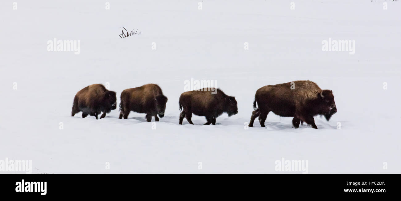 Four Bison (Bison bison) walking in a line through winter snow, Yellowstone, USA. January. Stock Photo