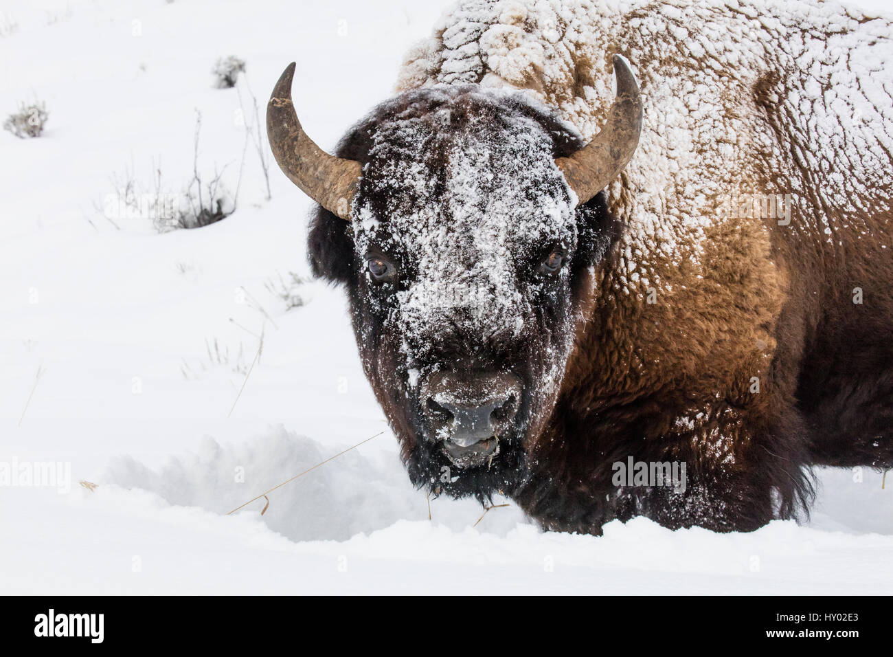 Bison (Bison bison) standing in winter, covered in snow, Yellowstone, USA. January. Stock Photo