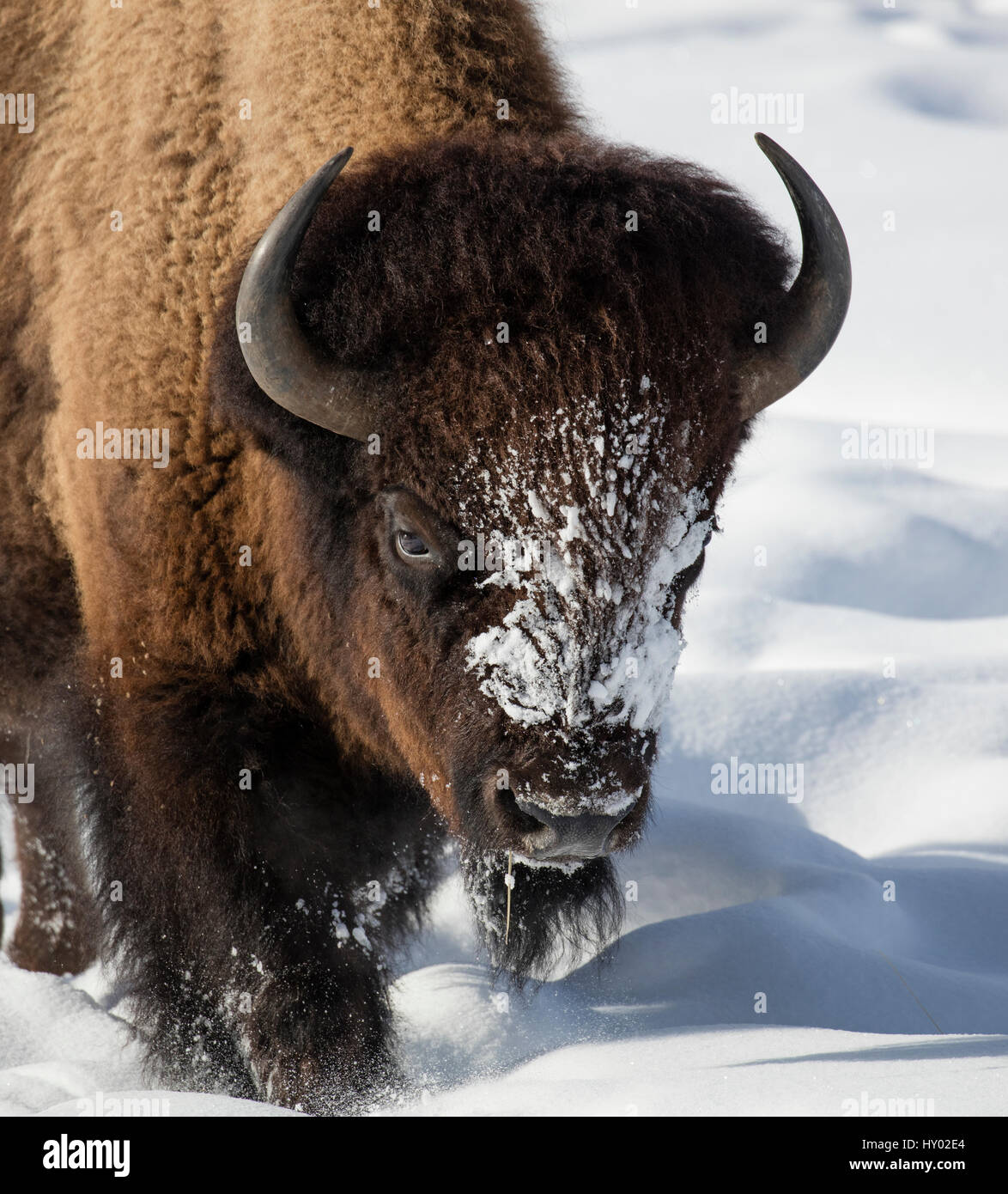Close up of Bison (Bison bison) walking in winter snow, Yellowstone, USA. January. Stock Photo
