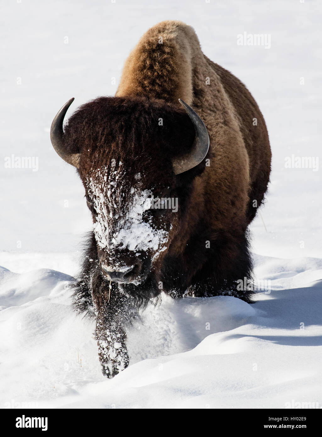 Bison (Bison bison) walking in winter snow, Yellowstone, USA. January. Stock Photo