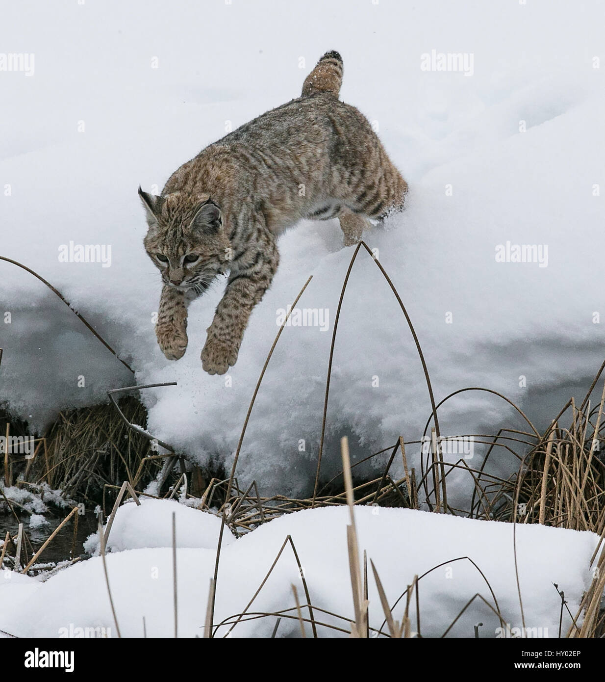 Bobcat (Lynx rufus) jumping in winter snow, Yellowstone, USA. January. Stock Photo