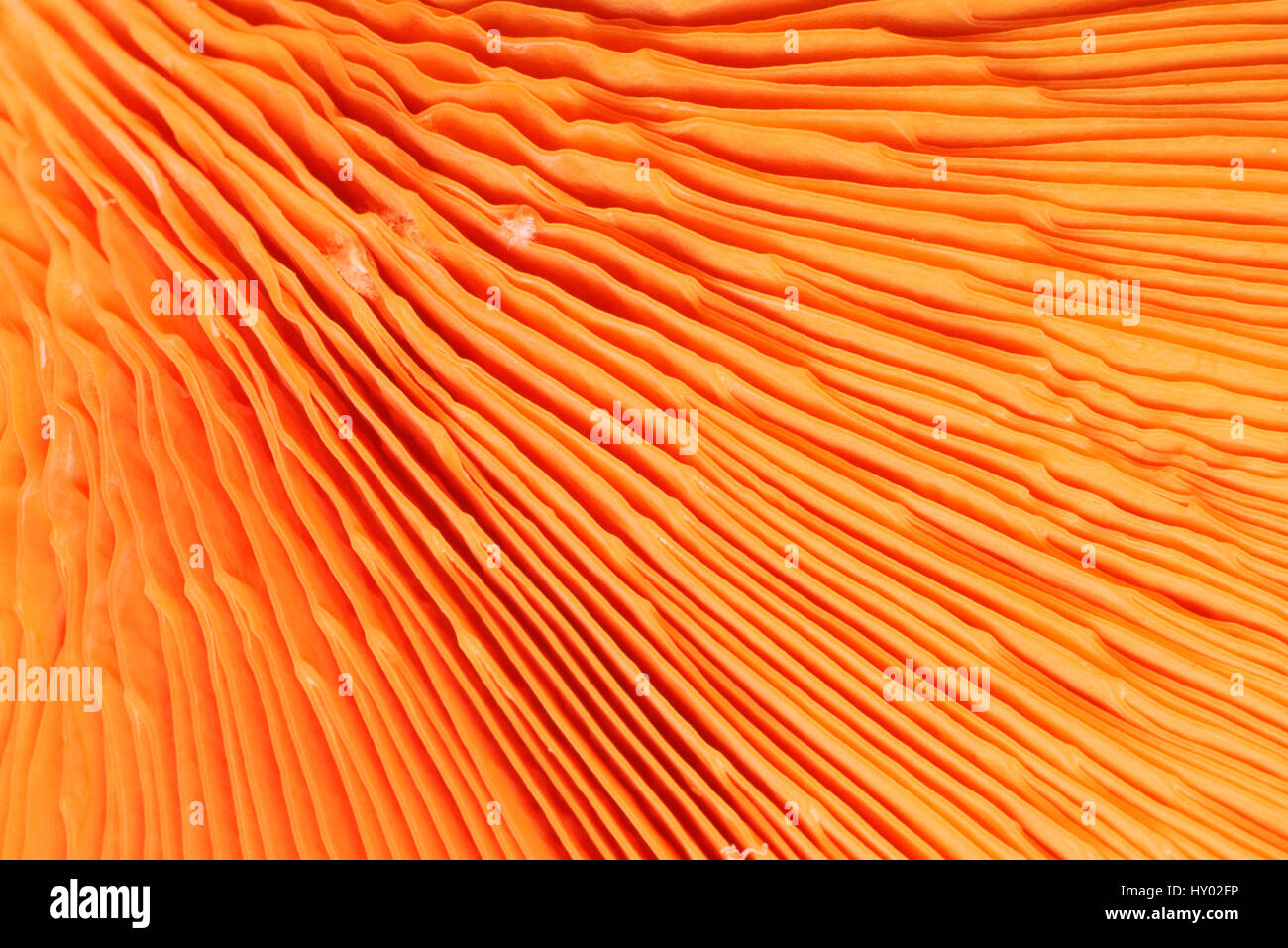 Chanterelle mushroom (Cantharellus cibarius), gill detail. Stock Photo