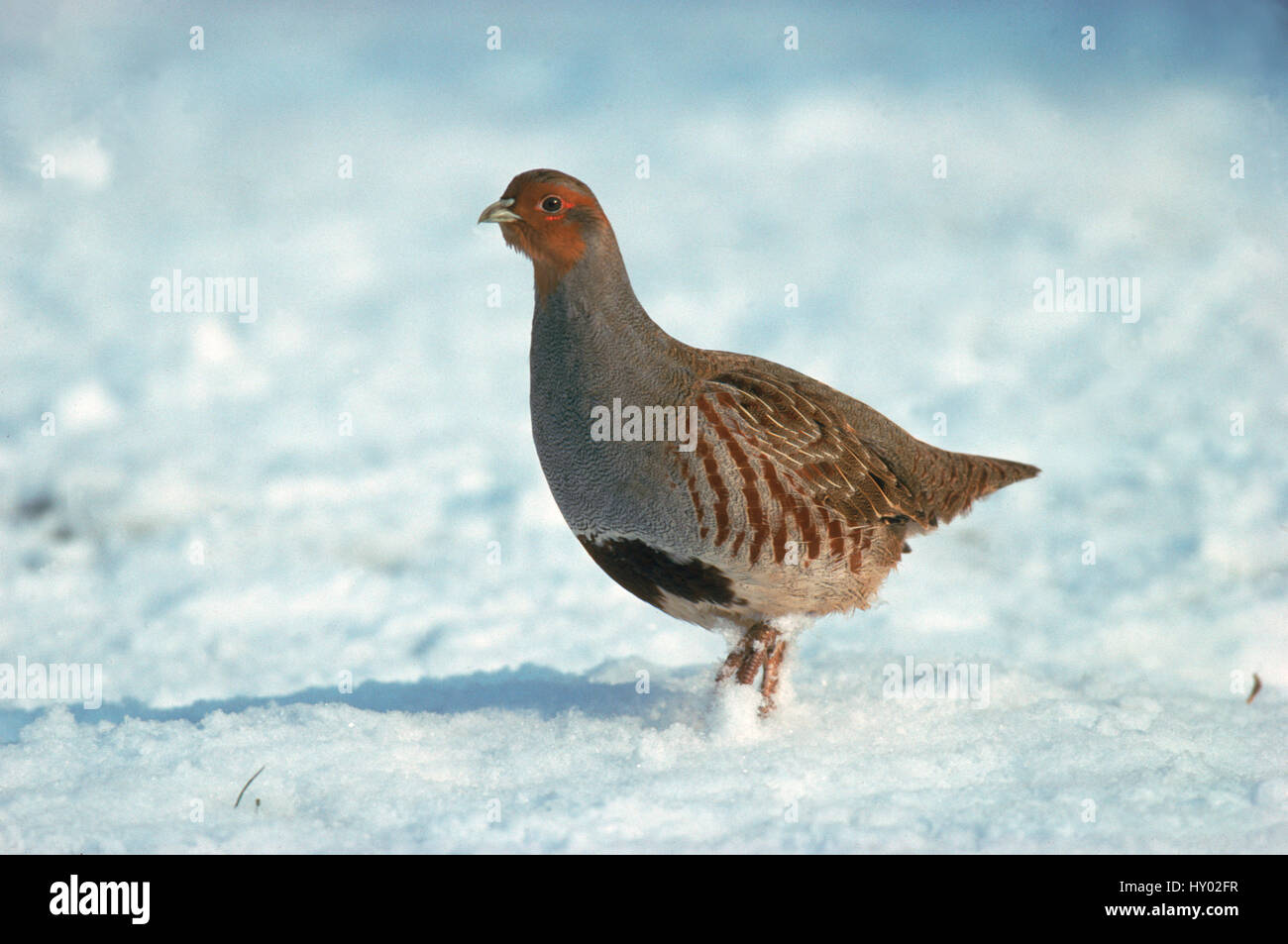 Grey partridge portrait in snow (Perdix perdix), UK Stock Photo - Alamy