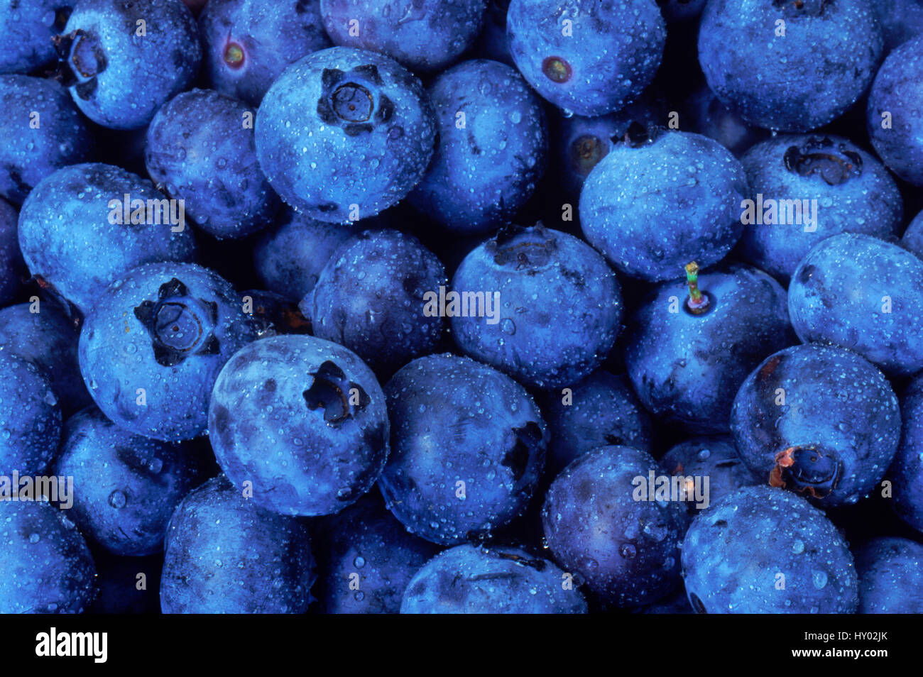 Blueberries (Vaccinium sp), Wisconsin, USA. Stock Photo