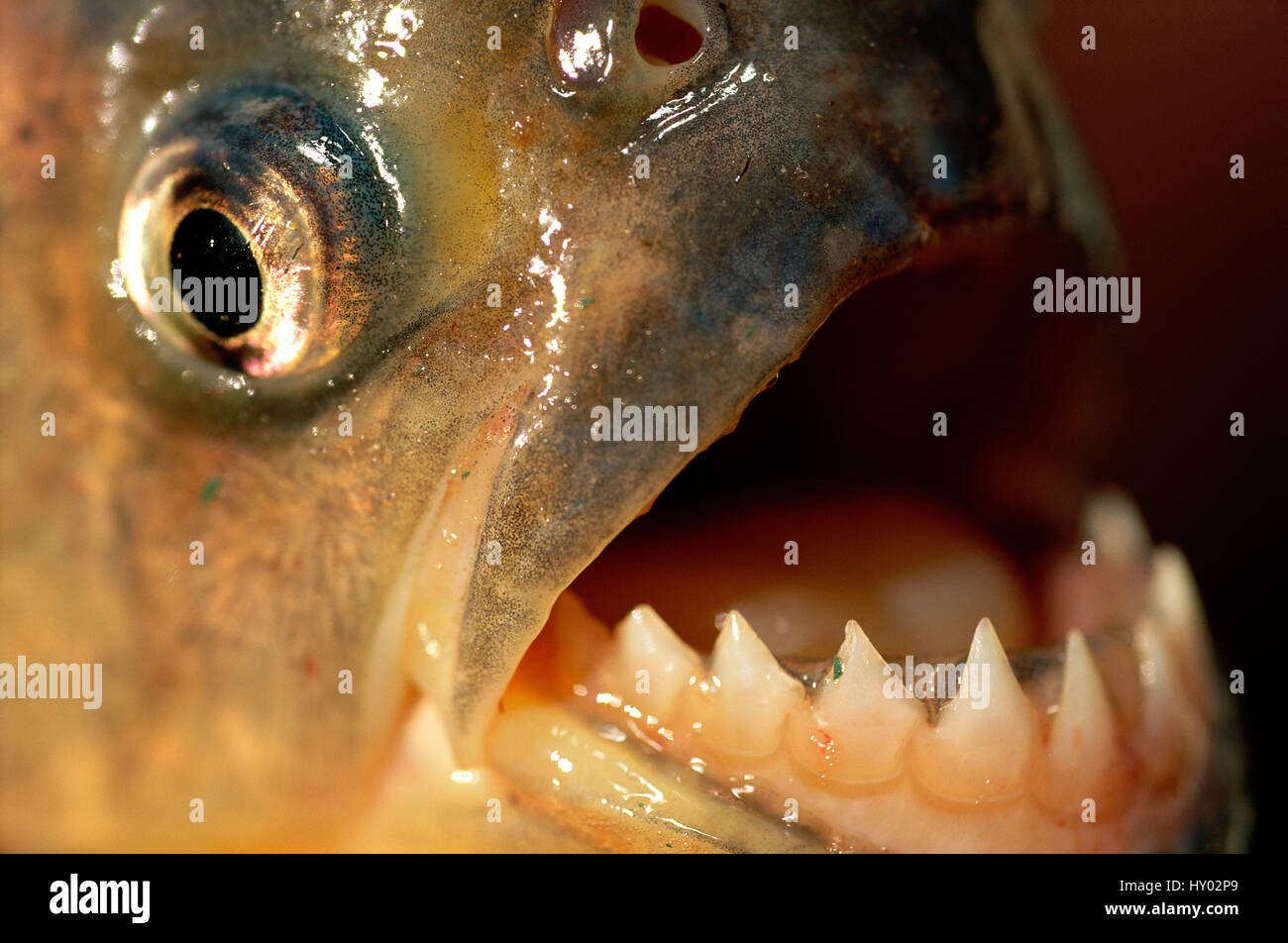 Close up of Piranha teeth (Serrasalmus). Pantanal, Brazil. Stock Photo
