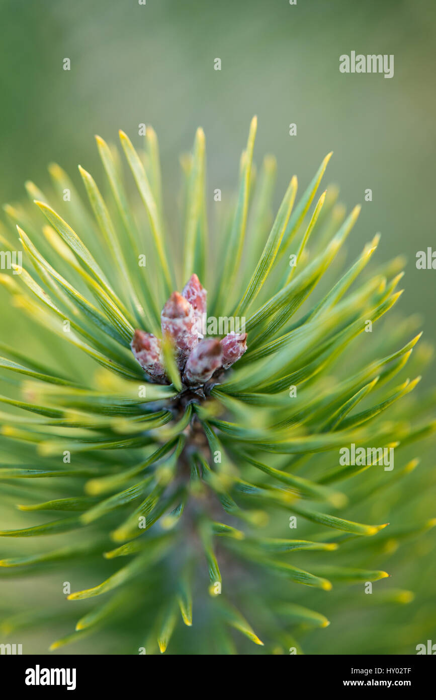 pine tree branch closeup with blur background Stock Photo - Alamy