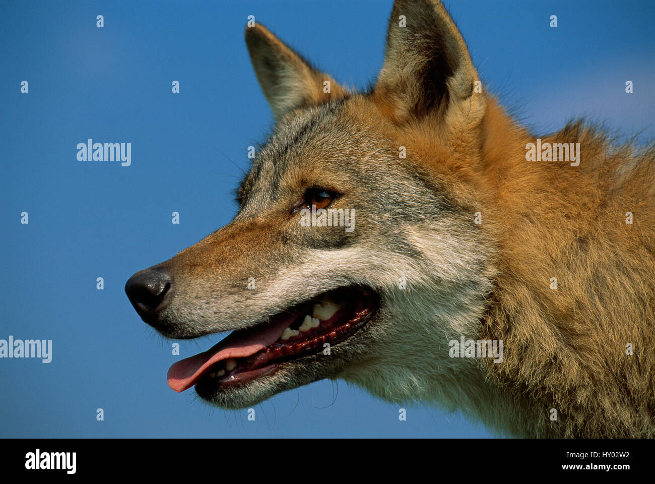 Grey Wolf head portrait (Canis Lupus) head portrait, captive. Romania. Stock Photo
