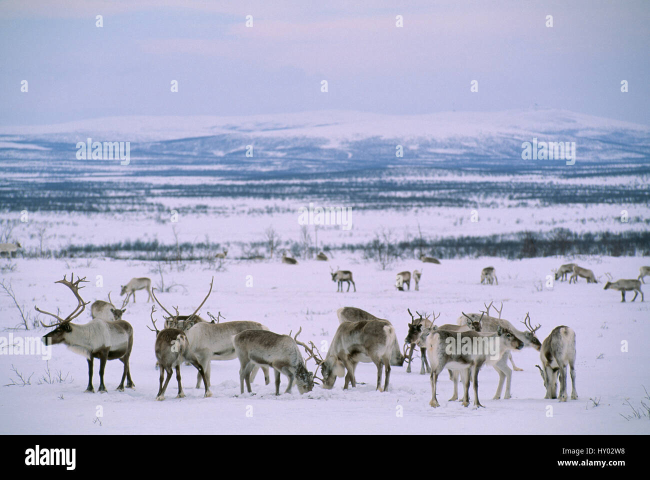 Reindeer herd (Rangifer tarandus). Finnmarksvidda, Lapland, Norway. Stock Photo