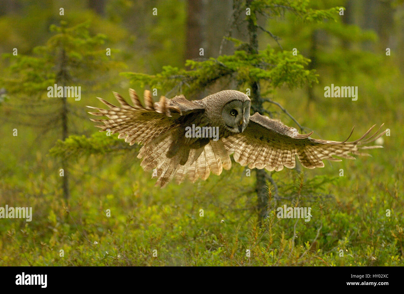 Great grey owl (Strix nebulosa) in flight. Kuhmo, Finland. Stock Photo
