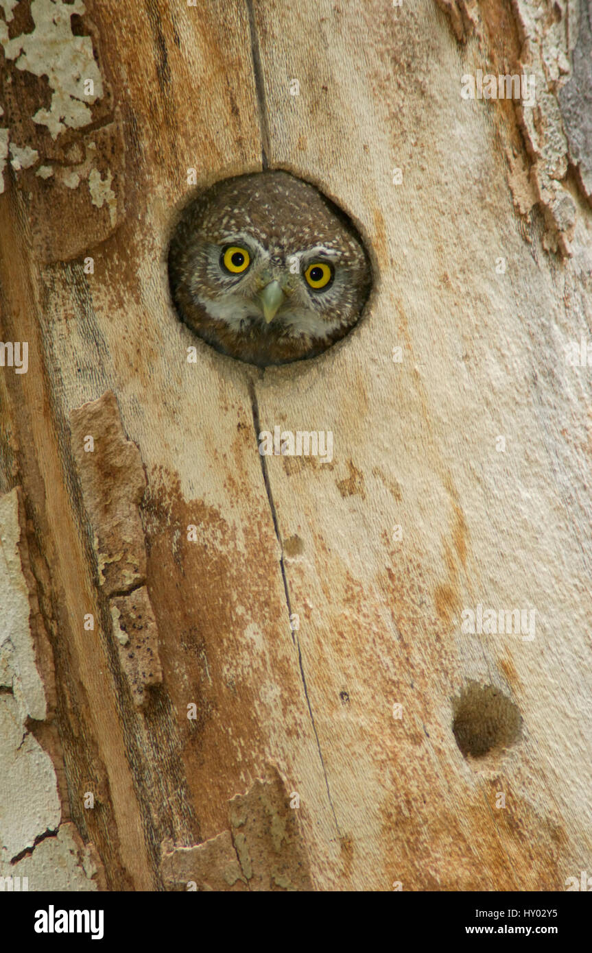 Northern pygmy owl (Glaucidium gnoma) adult looking out of nest hole in sycamore tree. Arizona, USA. Stock Photo