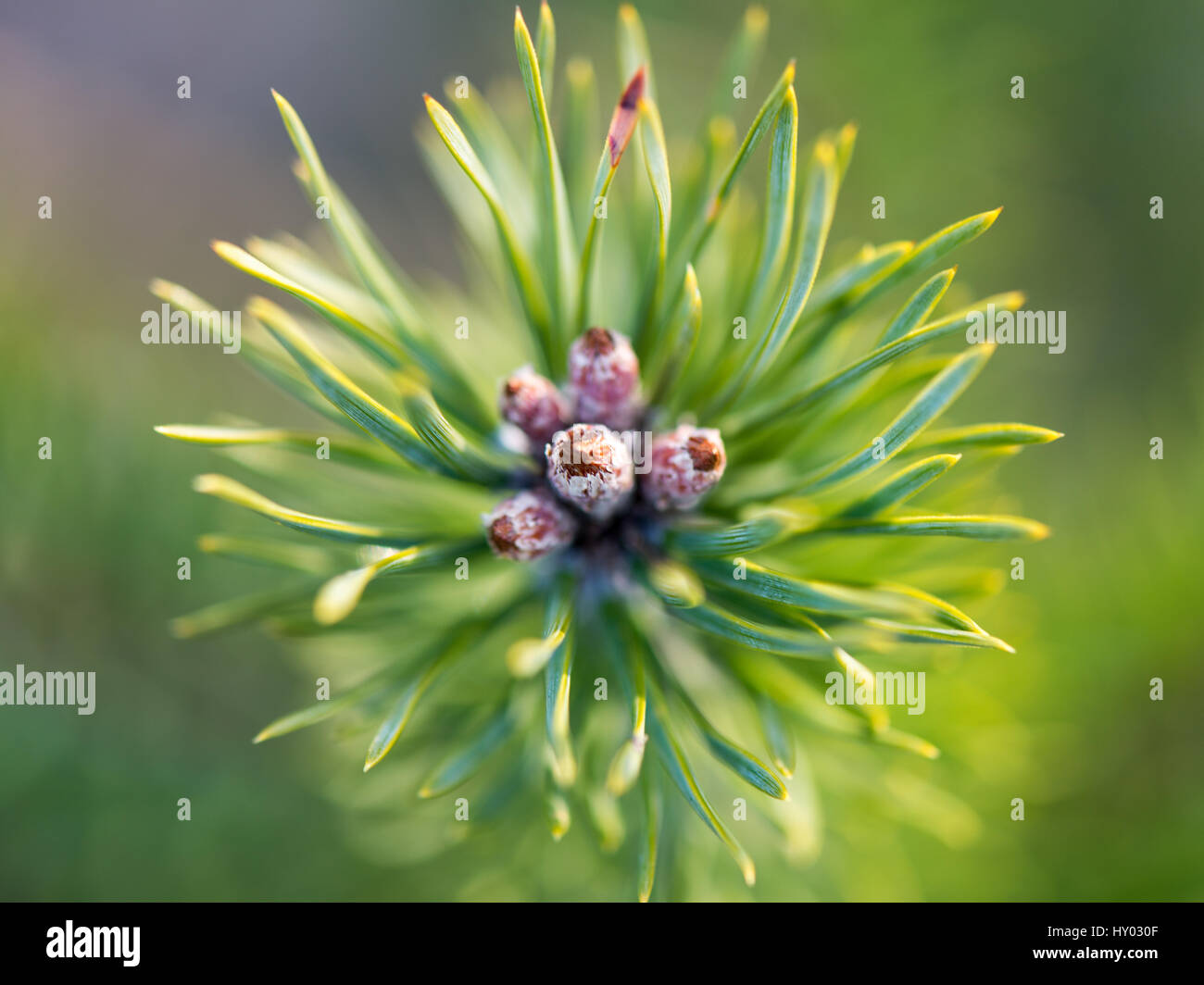 pine tree branch closeup with blur background Stock Photo - Alamy