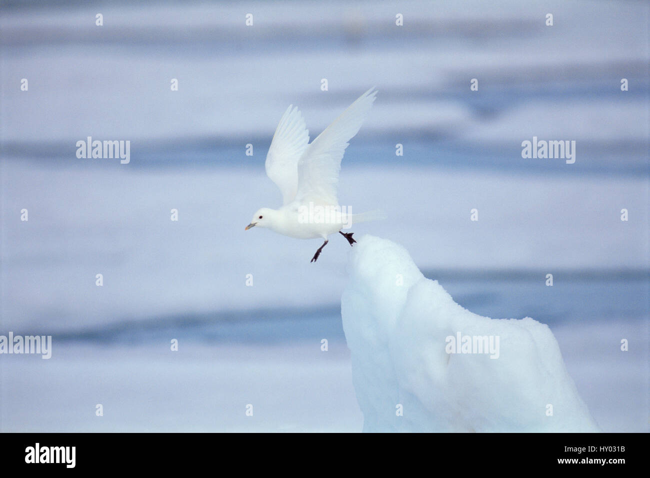 Ivory gull (Pagophila eburnea / alba) taking off from ice. Baffin Is, Canada. Stock Photo