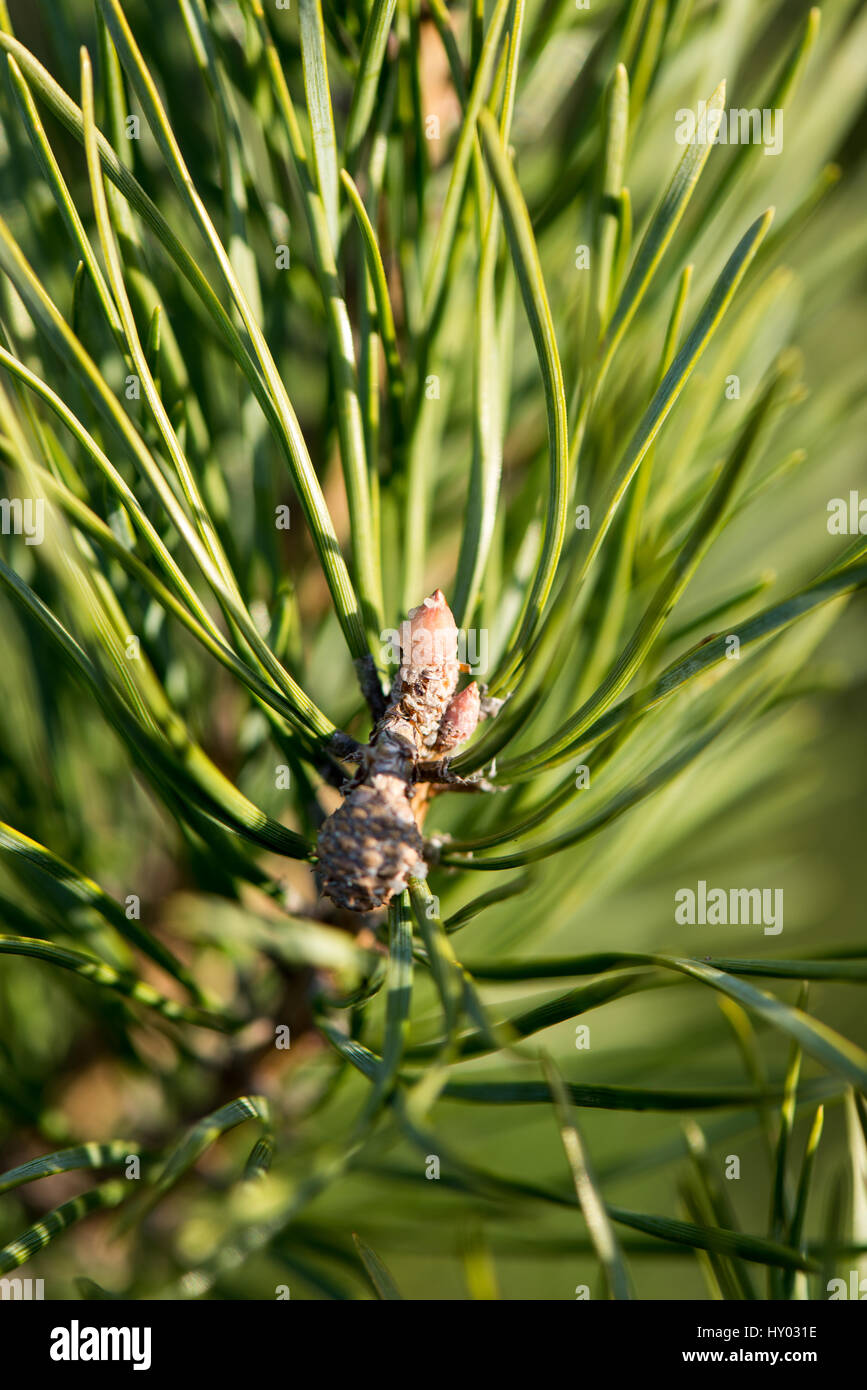 pine tree branch closeup with blur background Stock Photo - Alamy