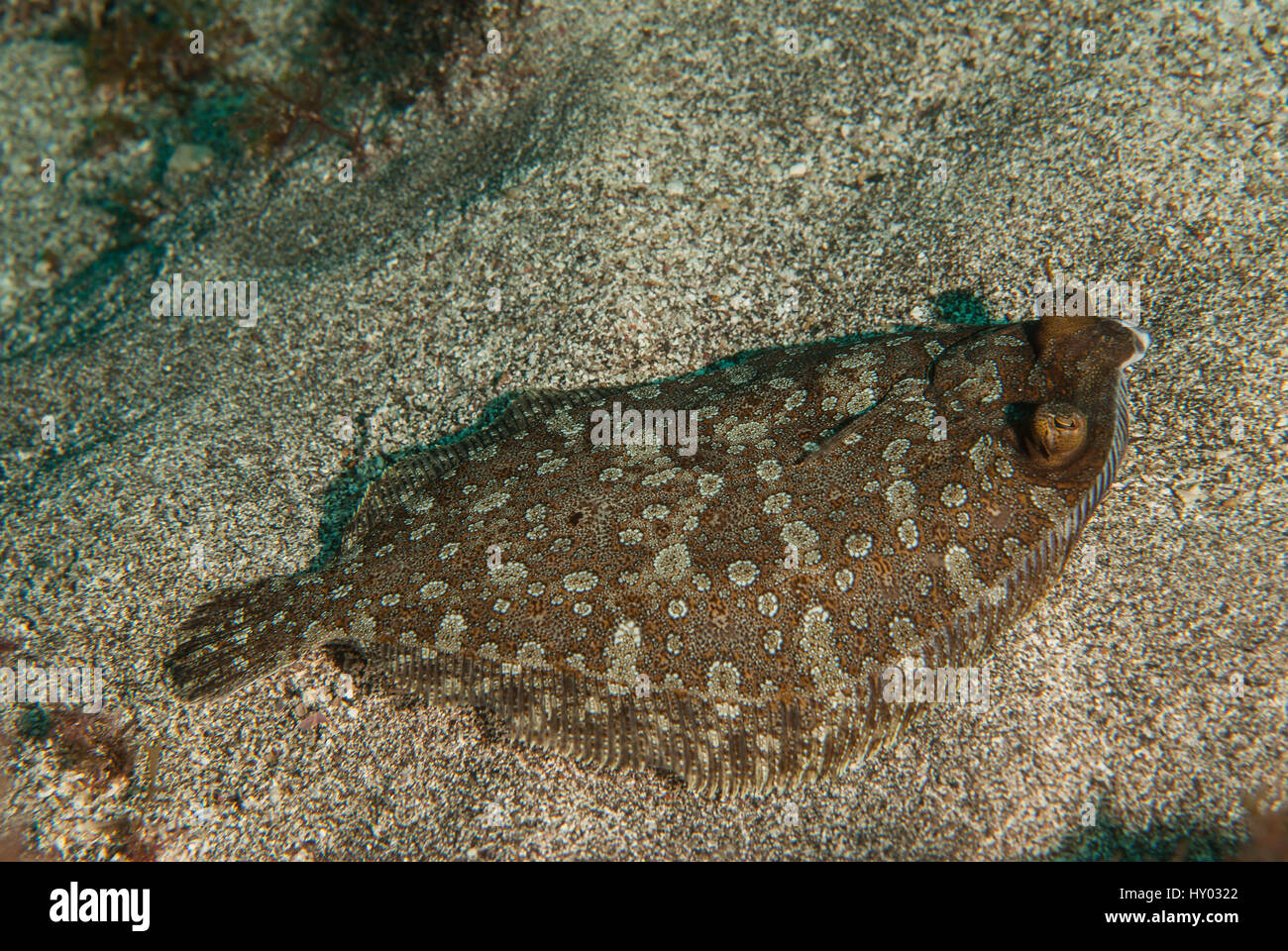 Wideeyed flounder, Bothus podas, Bothidae, Tenerife, Canarian Islands