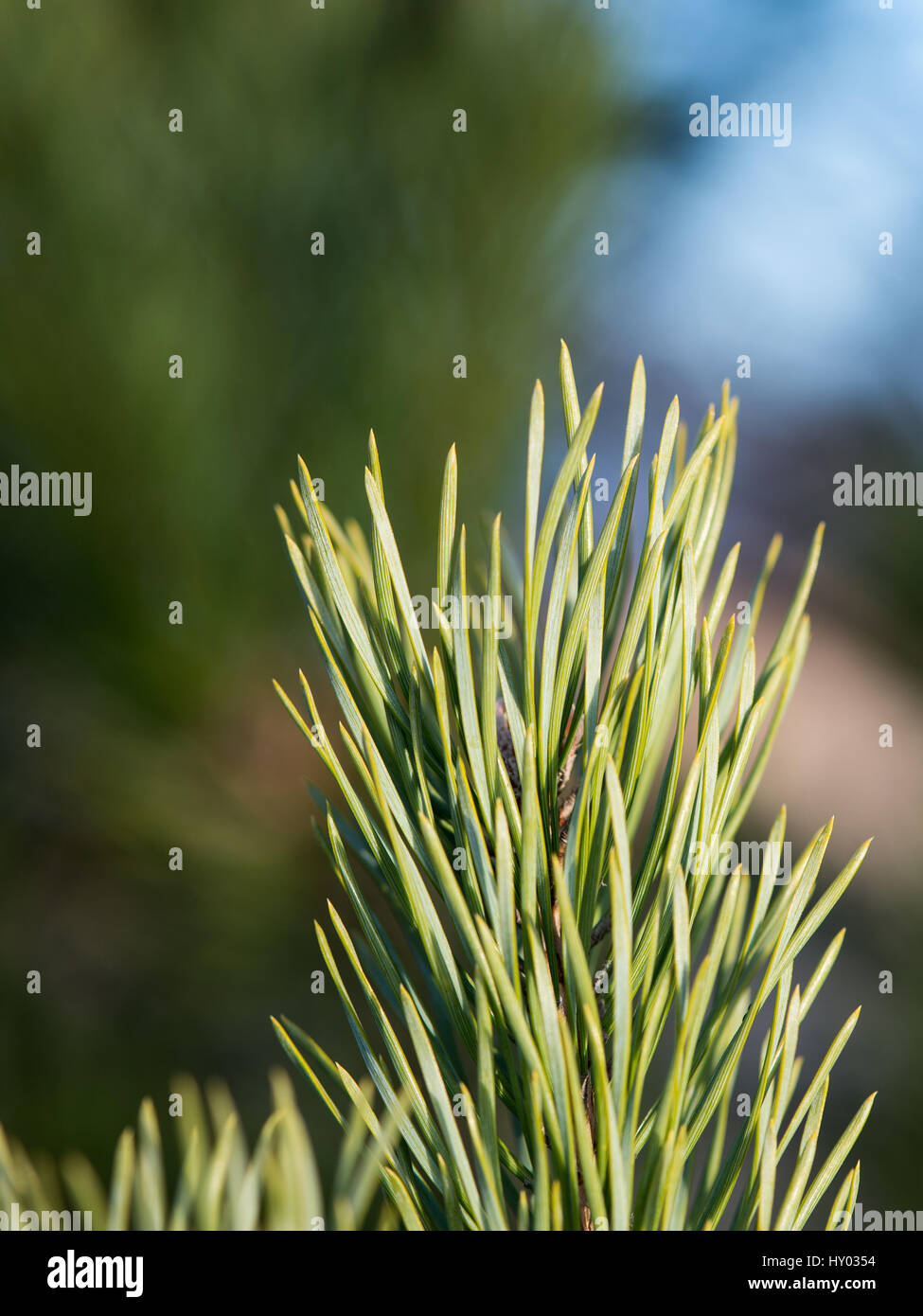 pine tree branch closeup with blur background Stock Photo - Alamy