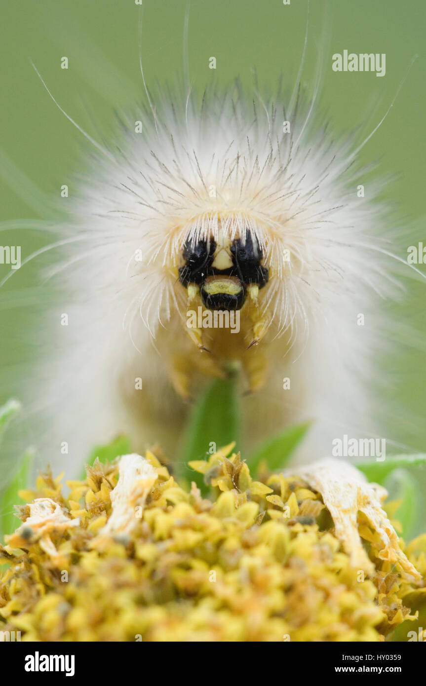 Caterpillar larva of Tiger Moth (Arctiidae) on Golden Crownbeard flower (Verbesina encelioides). Rio Grande Valley, Texas, USA. Stock Photo