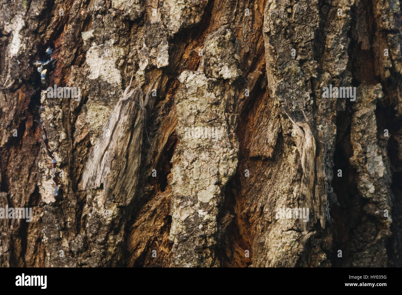 Catalpa Sphinx moths (Ceratomia catalpae) at day roost camouflaged on Mesquite tree (Prosopis) bark. Rio Grande Valley, Texas, USA. Stock Photo