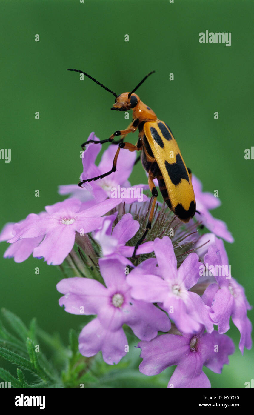 Blister Beetle (Meloidae) adult on Prairie Verbena flower (Verbena ...
